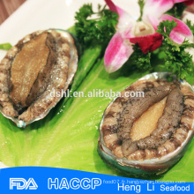 Abalone cuit congelé